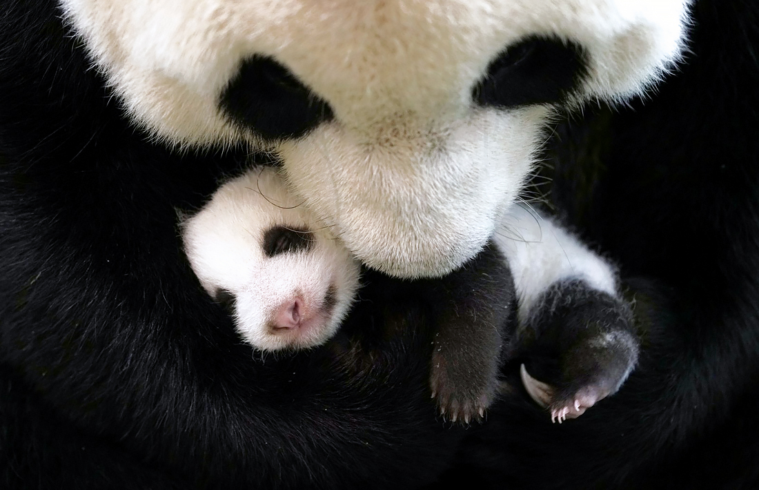 Панда с детенышем в зоопарке Тайбэя