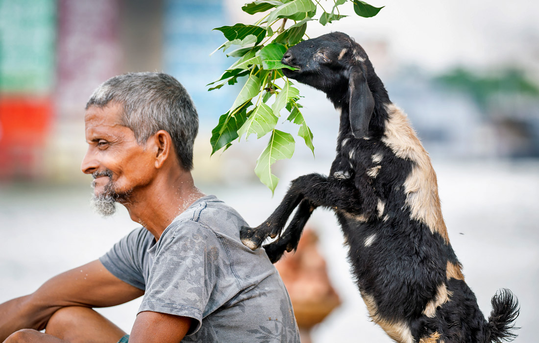 Житель Дакки (Бангладеш) с питомцем