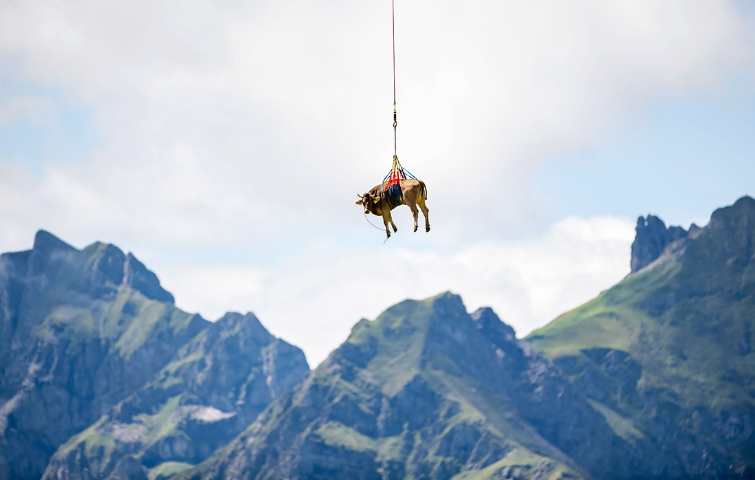 Раненую корову перевозят на вертолете во время ежегодного перегона с высокогорных пастбищ в швейцарских Альпах