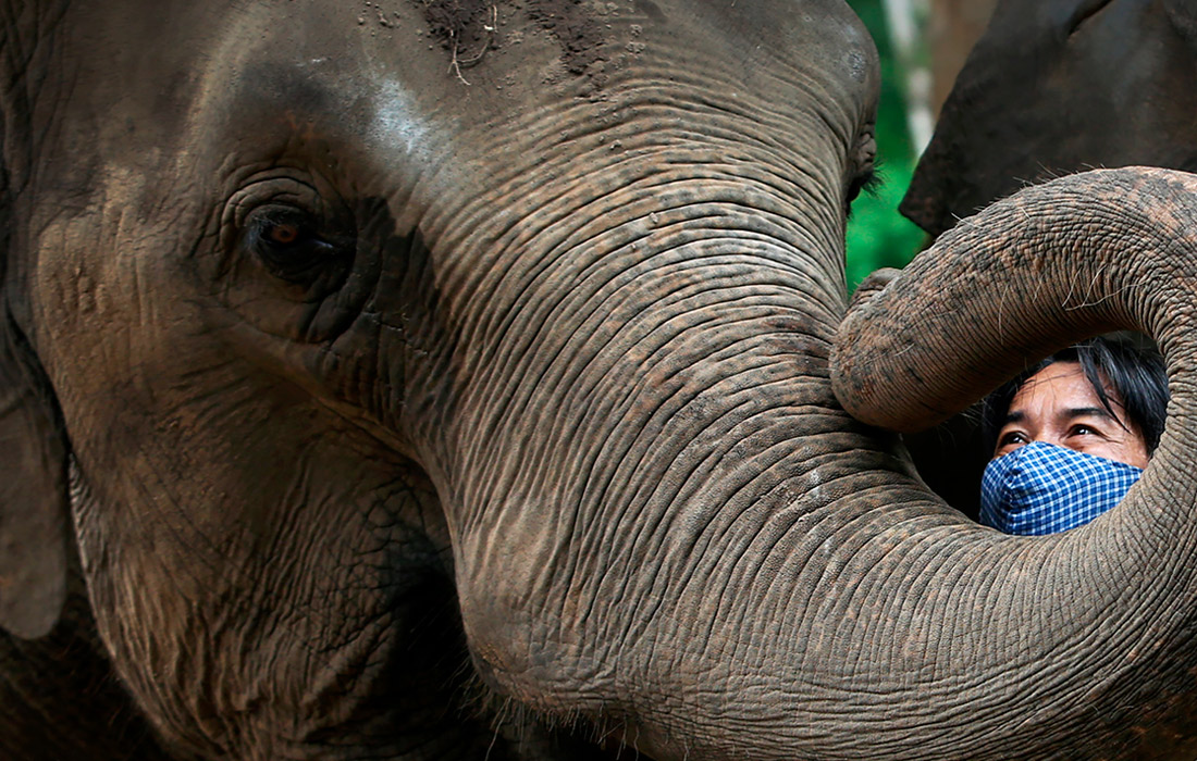 24 августа. Хошиминский зоопарк столкнулся с сокращением числа посетителей из-за пандемии COVID-19.