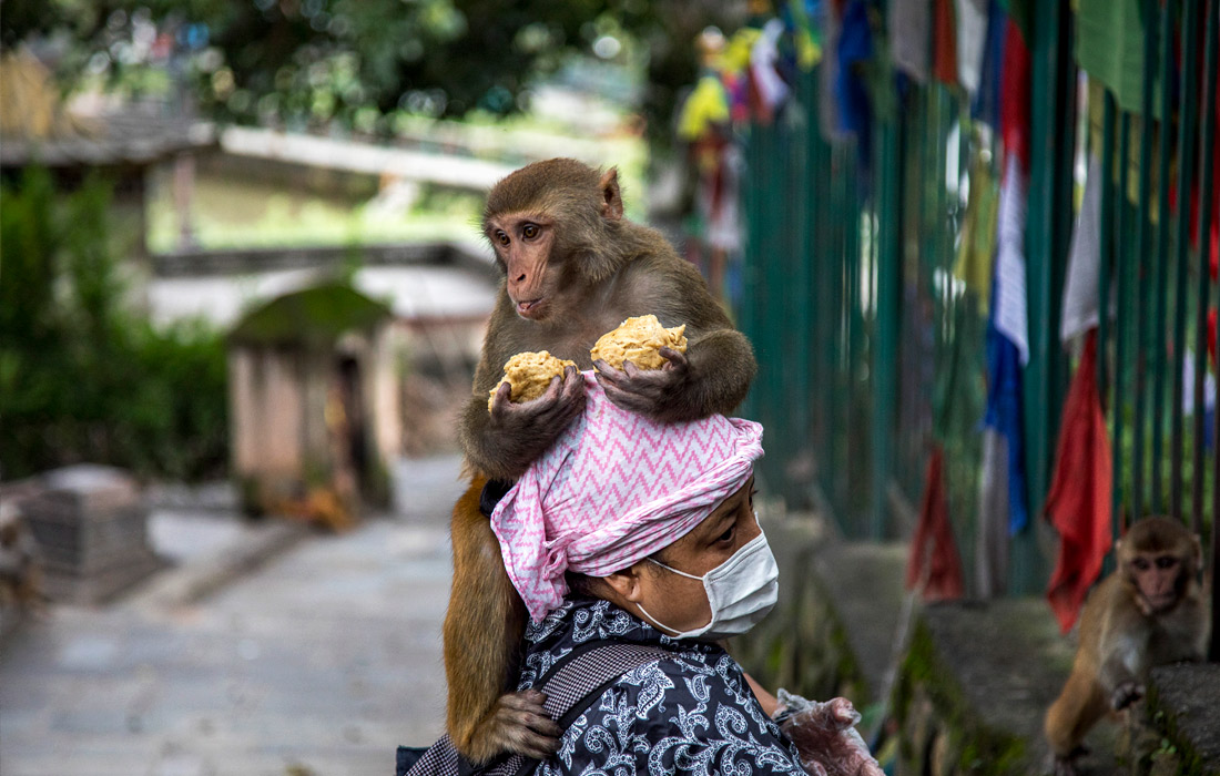 Жительница Катманду подкармливает обезьян на территории закрытого из-за пандемии коронавируса храмового комплекса Сваямбунатх