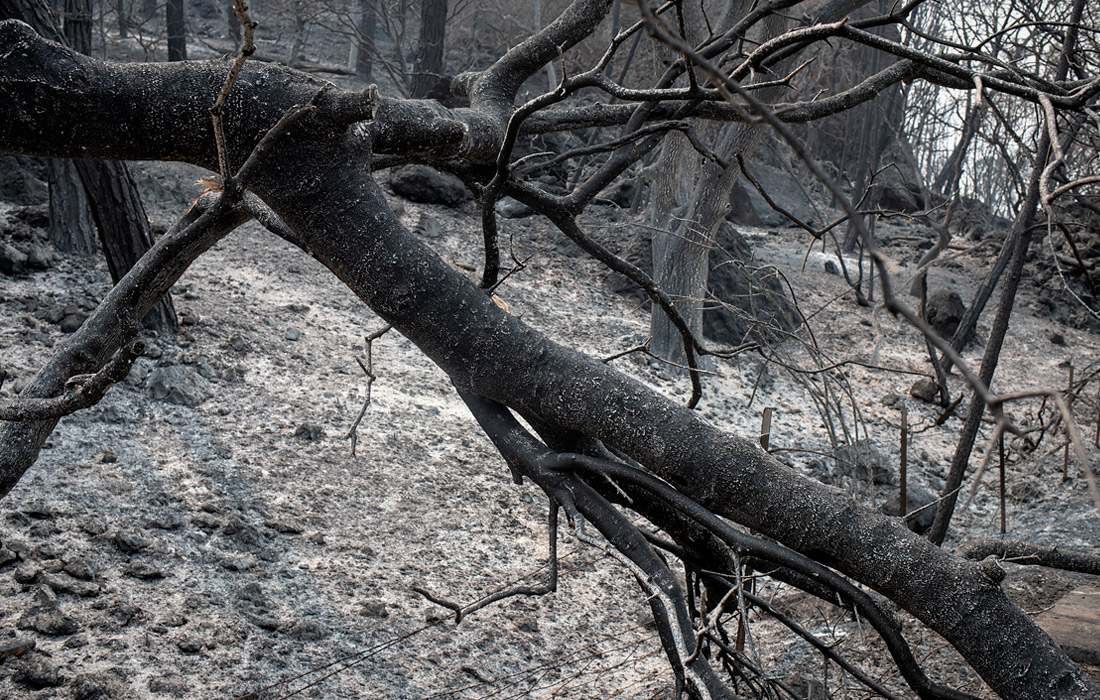 Губернатор Калифорнии Гэвин Ньюсом назвал историческим сезон природных пожаров 2020 года. За неделю очаги возгораний охватили в штате территорию в более чем 4,8 тысячи кв. км.