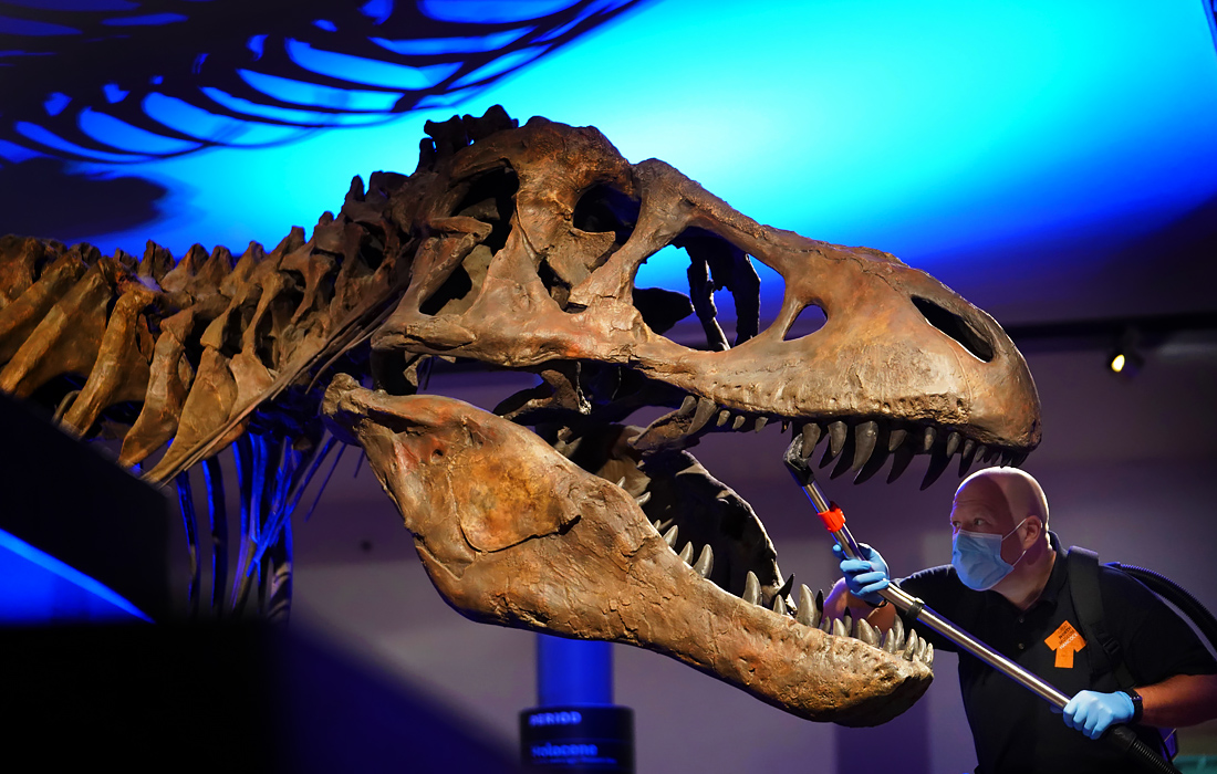 Большой северный музей в британском Ньюкасле откроется 1 сентября после закрытия с марта из-за коронавируса. На фото: чистка копии скелета тираннозавра.

