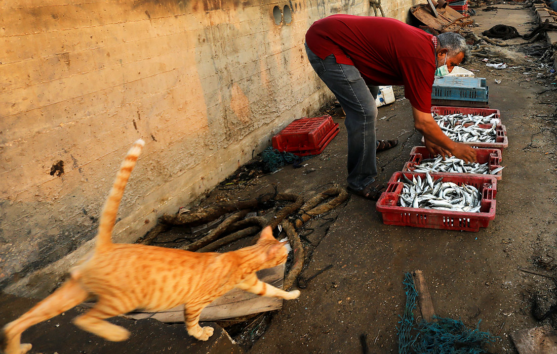 Рыбак собирает улов в морском порту города Газа