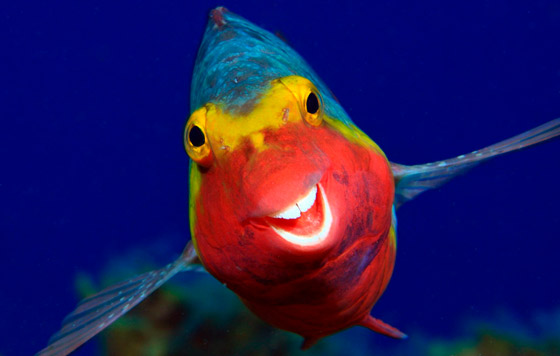 Финалисты Comedy Wildlife Photo Awards