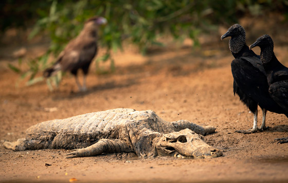 Разрушительные пожары в Бразилии
