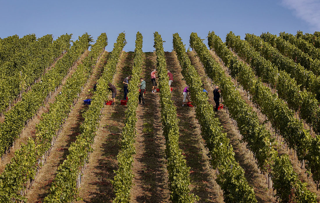 В люксембургской деревне Шенген прошел первый день сезона сбора урожая винограда