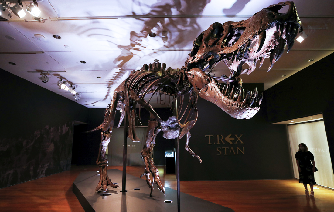 Британский аукционный дом Christie’s планирует продать скелет одного из крупнейших известных тираннозавров рексов в начале октября. На фото: скелет возрастом около 67 миллионов лет на выставке перед публичным аукционом в Нью-Йорке.