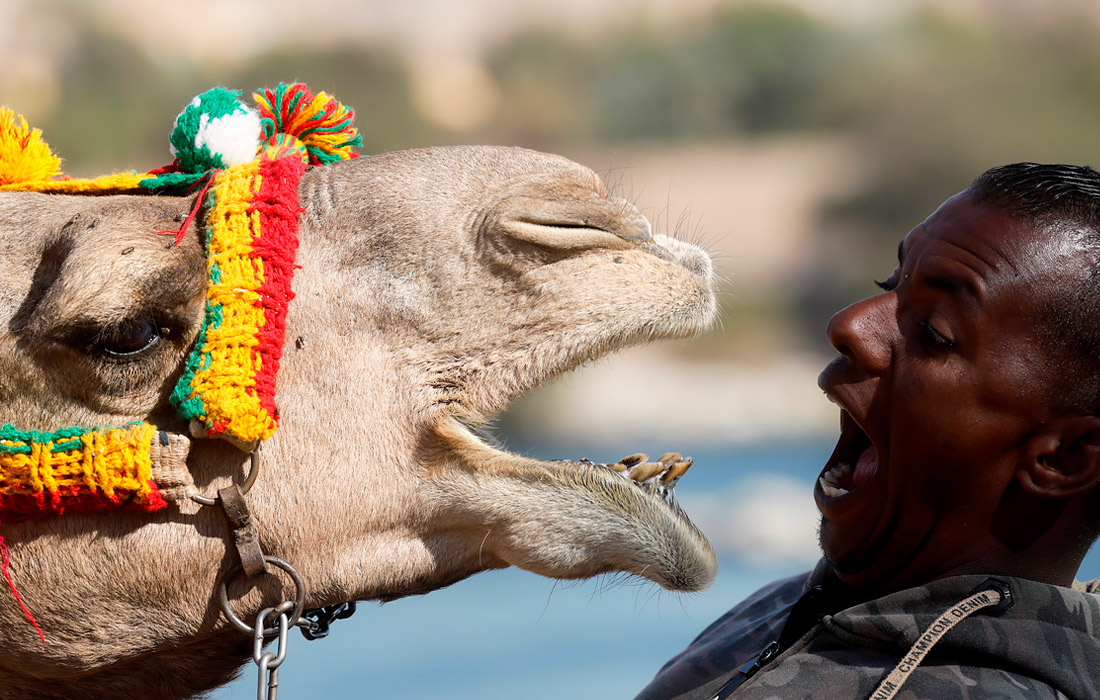 Житель нубийской деревни на юге Египта играет со своим верблюдом