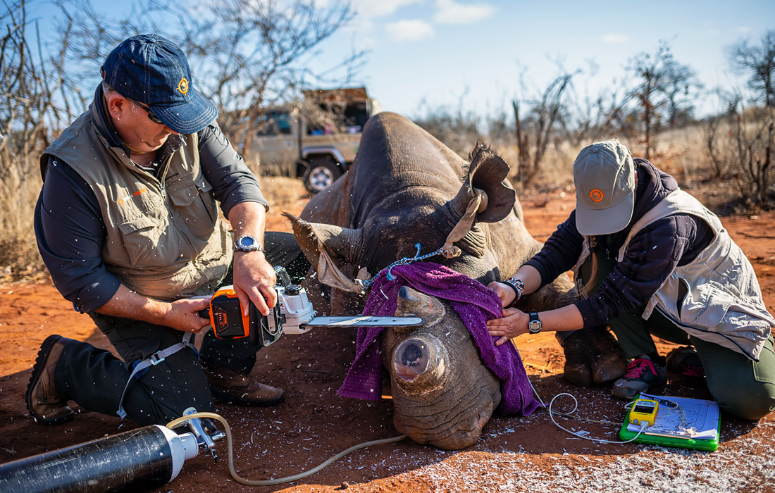 В Национальном парке Крюгера в ЮАР зоозащитники срезают носорогам рога для того, чтобы предотвратить отстрел животных браконьерами