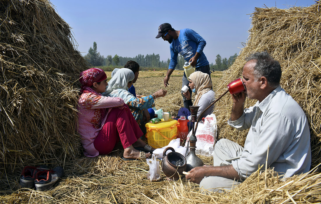 Кашмирские фермеры пьют чай, отдыхая во время уборки рисовых культур на окраине Сринагара