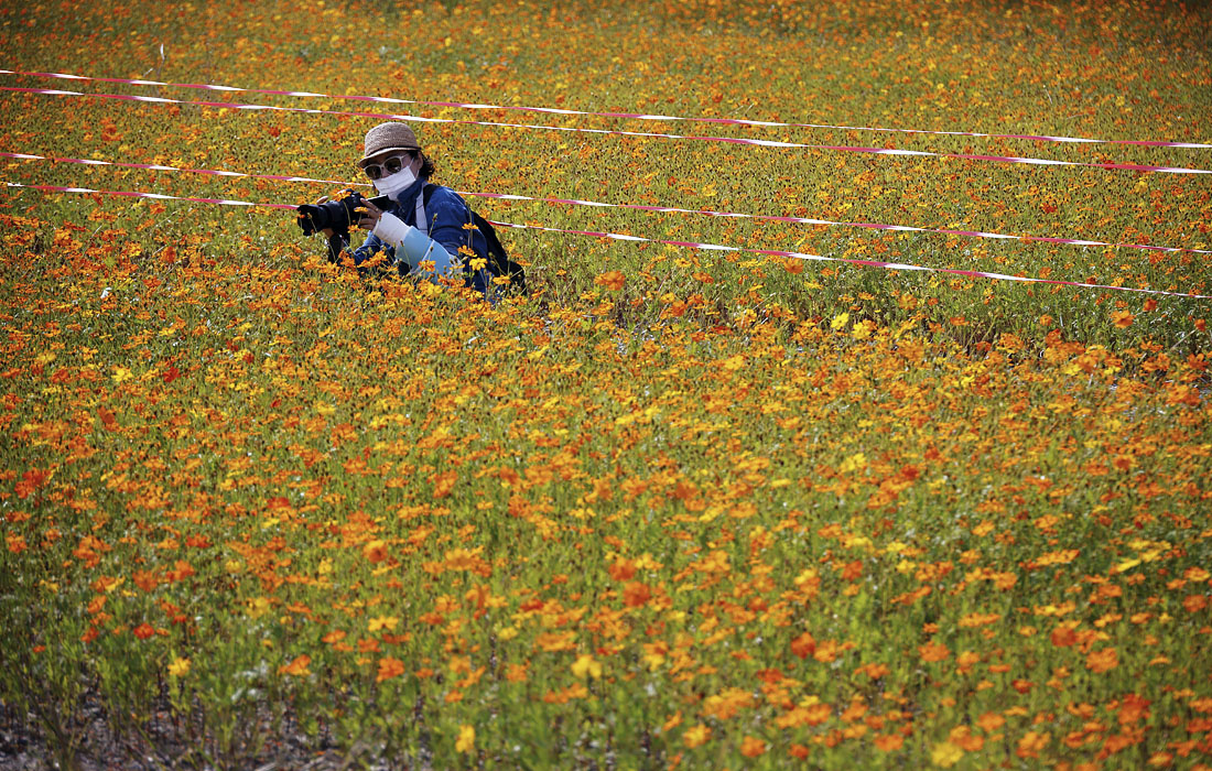 Цветущие поля космеи в Южной Корее