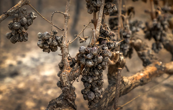 Пожары в Калифорнии уничтожают знаменитые виноградники