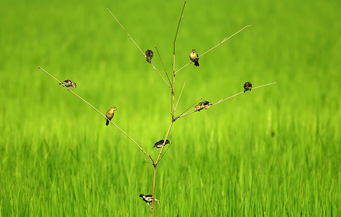 Птицы на ветке бамбука на рисовом поле в индийском Ассаме