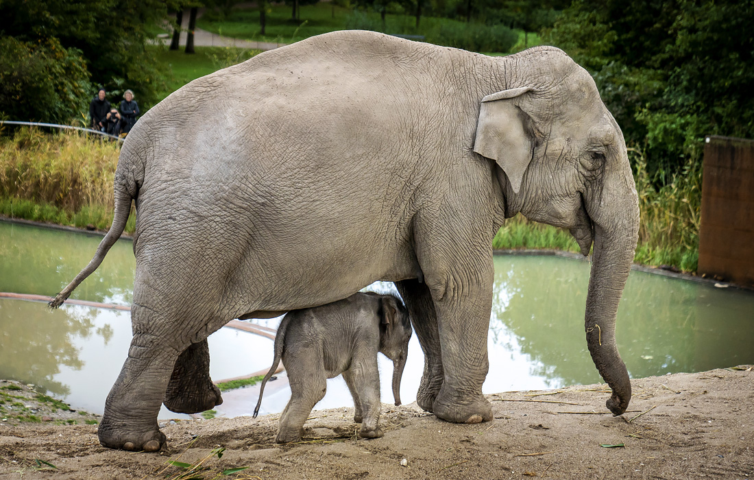 В зоопарке Копенгагена впервые выпустили в открытый вольер слоненка, родившегося неделю назад