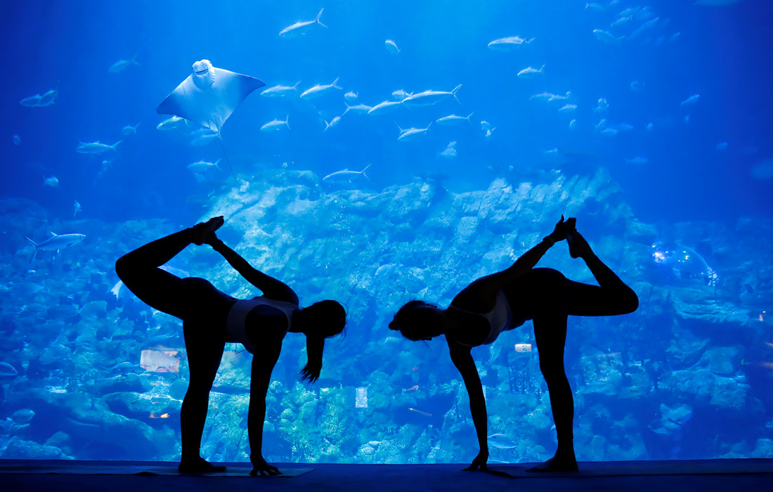 Для привлечения посетителей в океанариуме Ocean Park в Гонконге были организованы занятия йогой