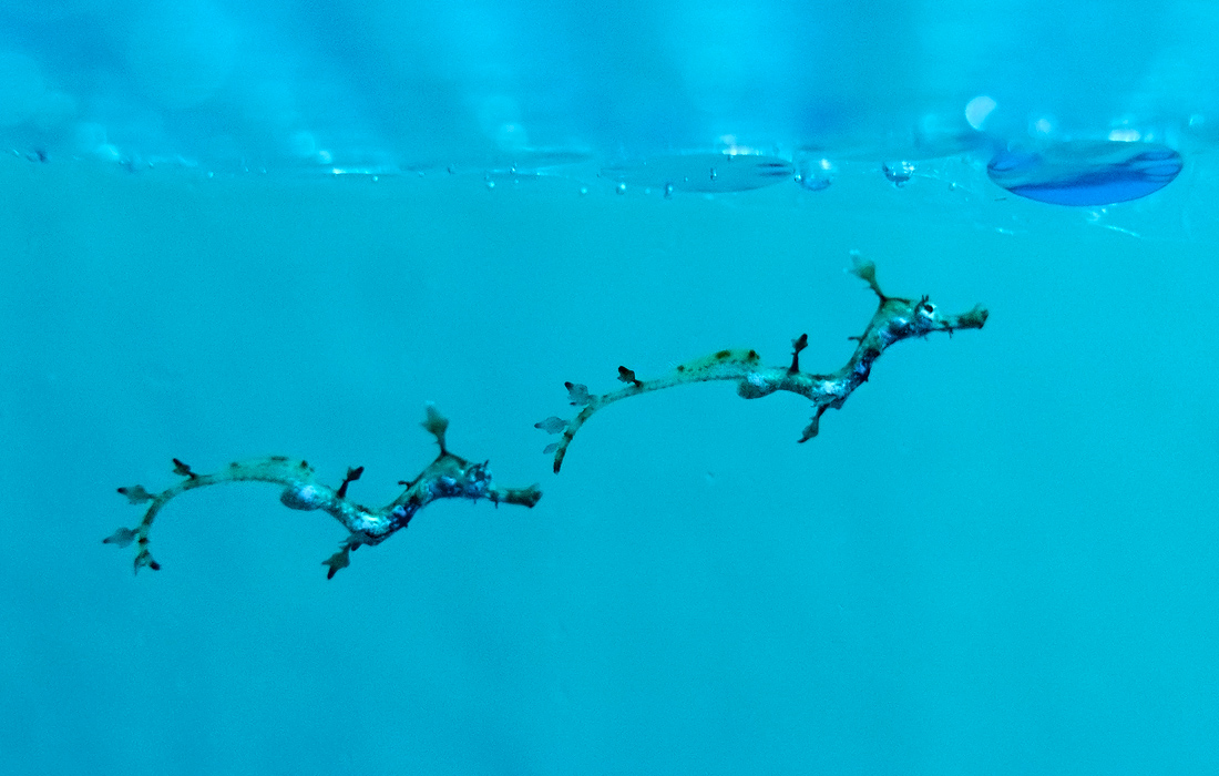 Морские драконы в аквариуме города Лас-Пальмас, Канарские острова