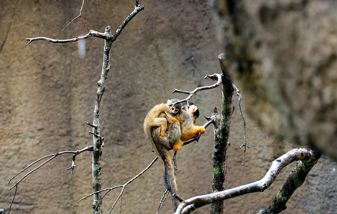 Беличьи обезьяны в Тайбэйском зоопарке
