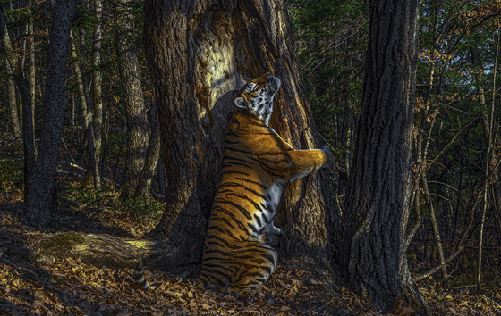 Лучшие фотографии дикой природы 2020 года