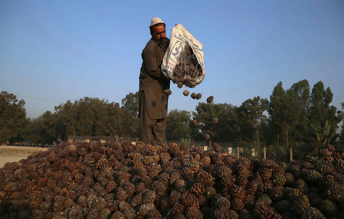 В Афганистане сезон сбора урожая орехов. Традиционно эта страна является одним из сильнейших поставщиков этого продукта