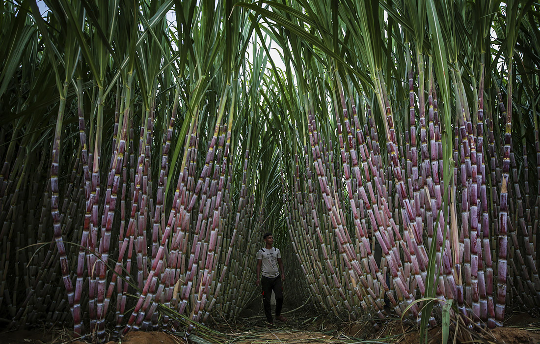 Сезон сахарного тростника в Газе
