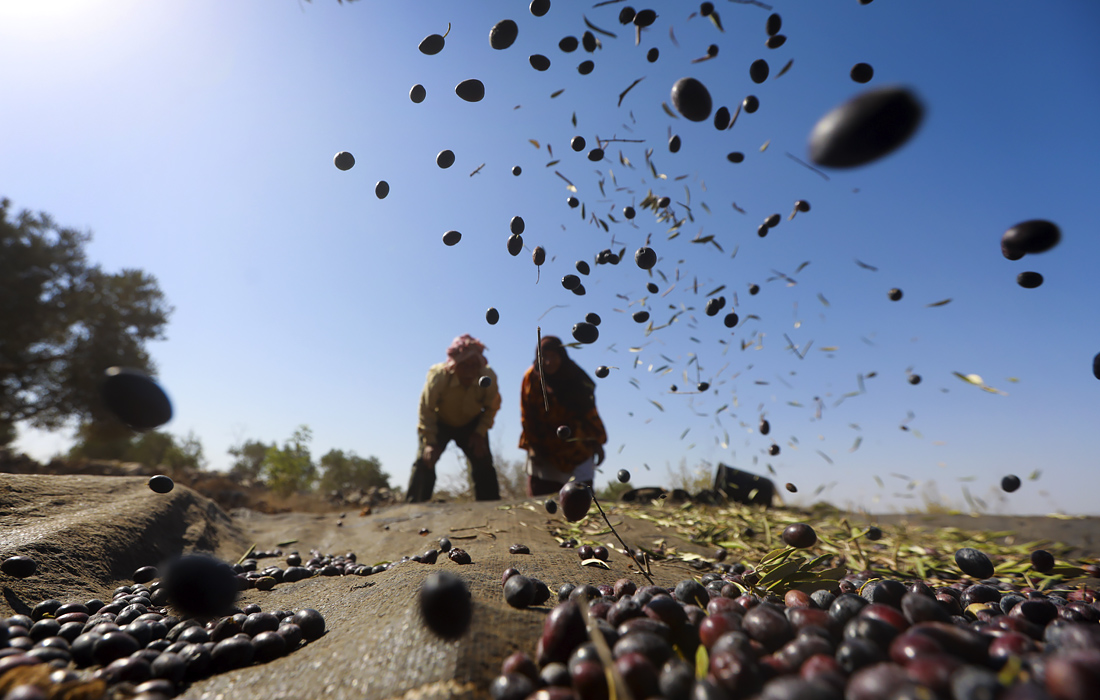 Сбор урожая маслин в палестинском городе ас-Савия