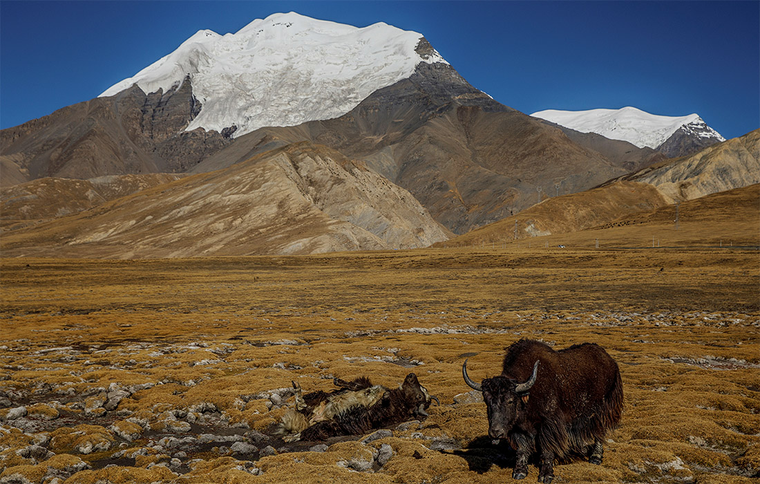 Яки отдыхают в тибетских горах