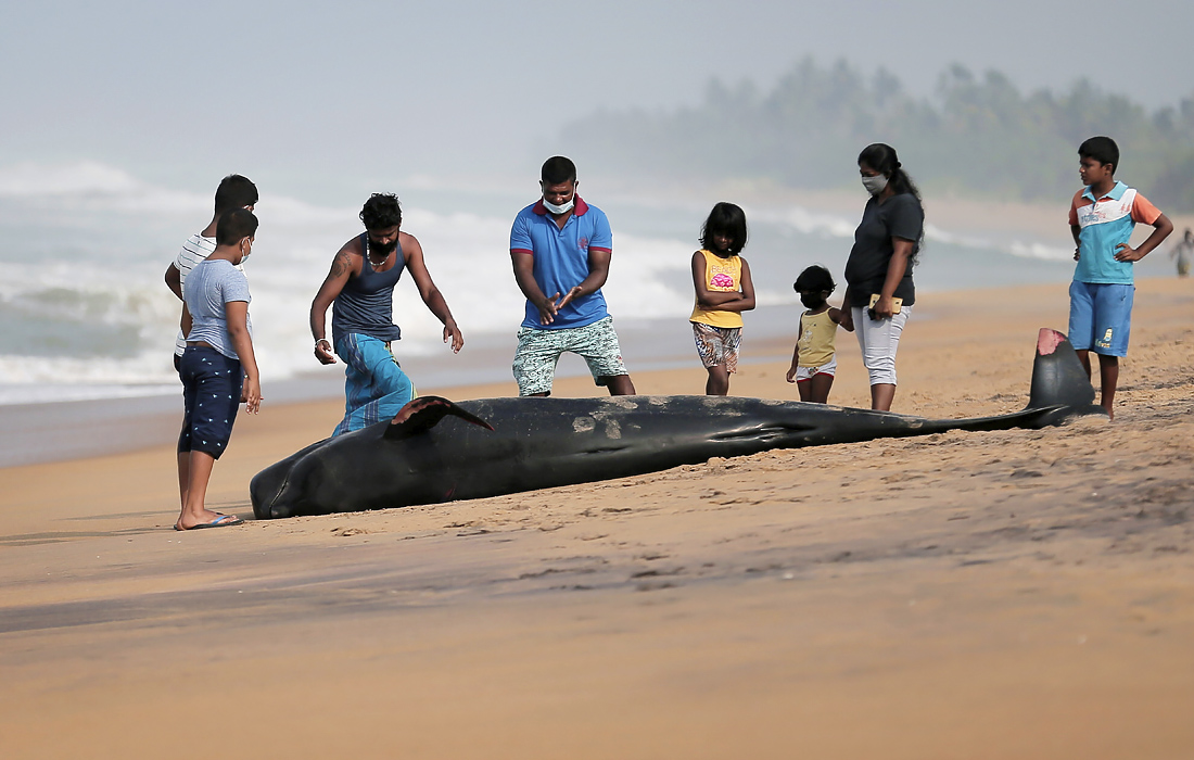 В Шри-Ланке на берег массово выбросились гринды. Береговой охране и волонтерам удалось спасти 120 животных, однако две раненые особи погибли.