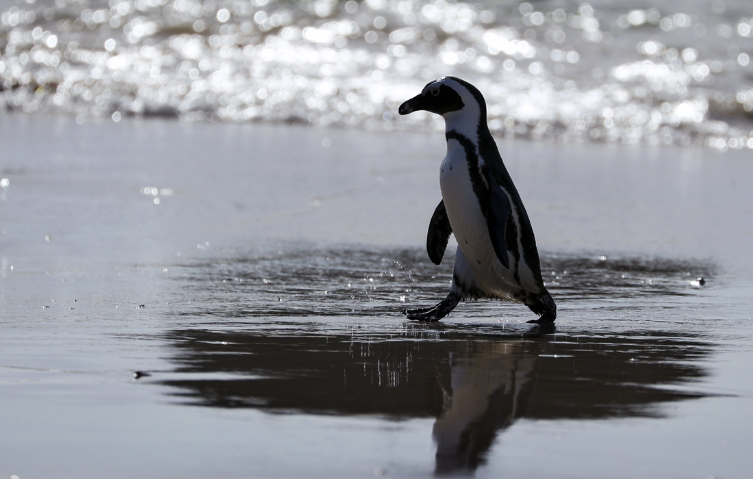 Африканский пингвин, находящийся под угрозой исчезновения, на пляже Сифорт, недалеко от Кейптауна