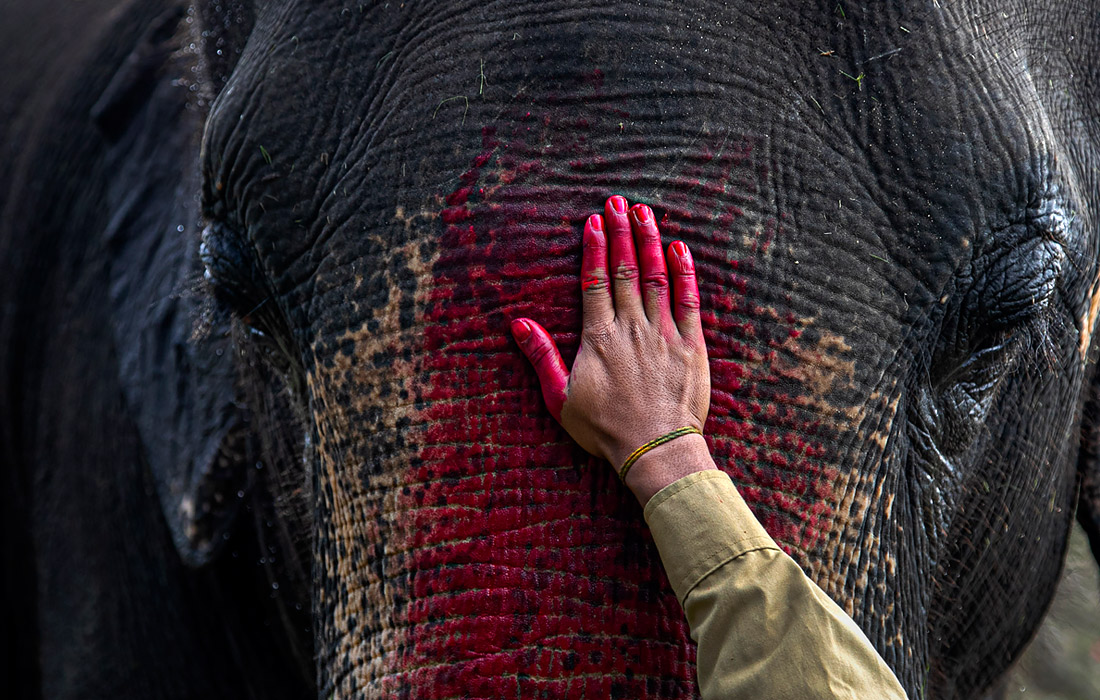 Погонщик готовит слона к встрече с туристами. Штат Ассам, Индия.