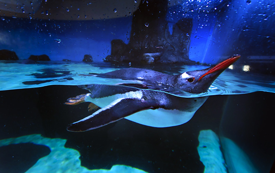 Фотохроника 13 ноября