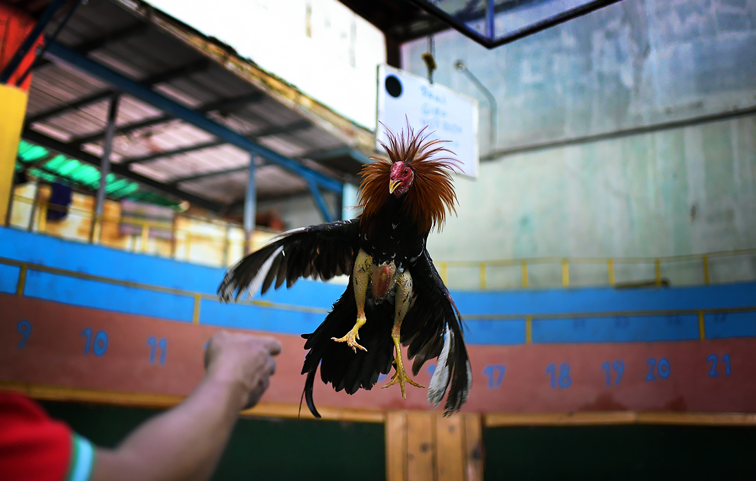 В Венесуэле арены и клубы для петушиных боев закрылись из-за пандемии коронавируса несколько месяцев назад. Однако владельцы птиц продолжают вкладывать средства в их обучение и содержание в ожидании возобновления боев.