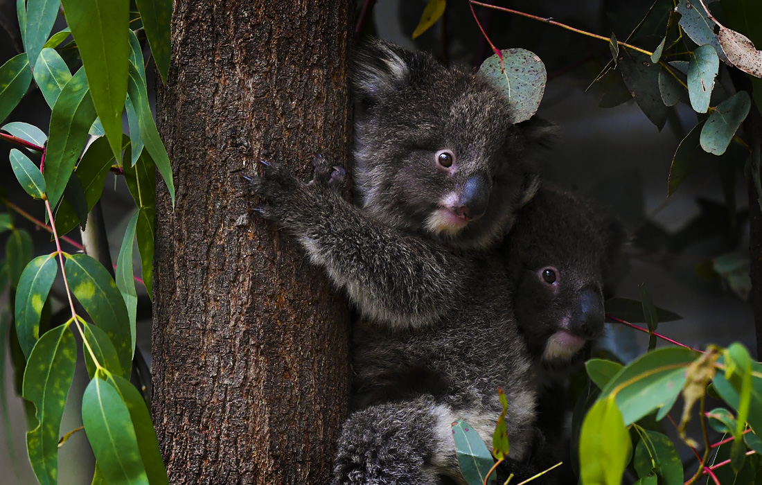 Правительство Австралии объявило о поддержке коал. Власти выделят около 13 млн долларов на восстановление популяции животных после лесных пожаров.