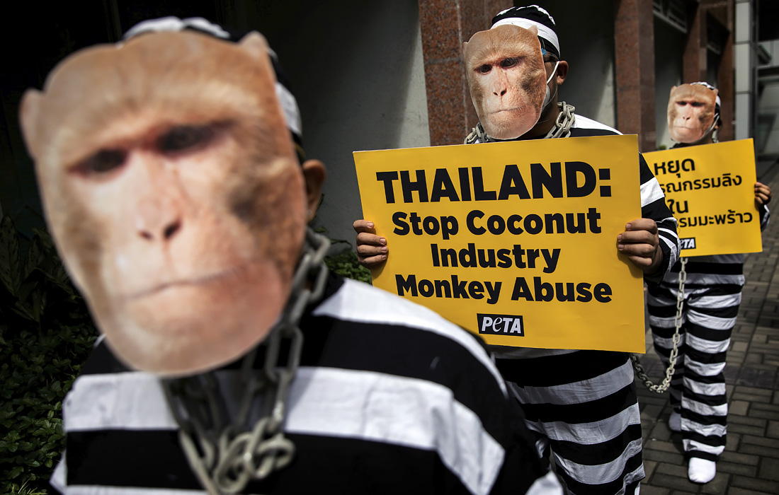 Активисты движения за права животных PETA выступили против жестокого обращения с обезьянами в кокосовой промышленности Таиланда. Акция прошла возле посольства Королевства Таиланд в Маниле, Филиппины.