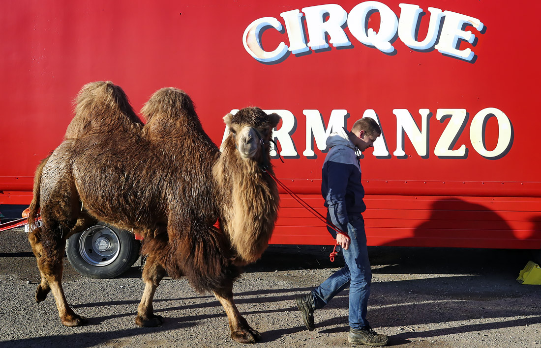 Сотрудник цирка, принадлежащего французской семье Дюбуа, гуляет с верблюдом на стоянке в бельгийском Жамблу, где цирк находится в изоляции около года