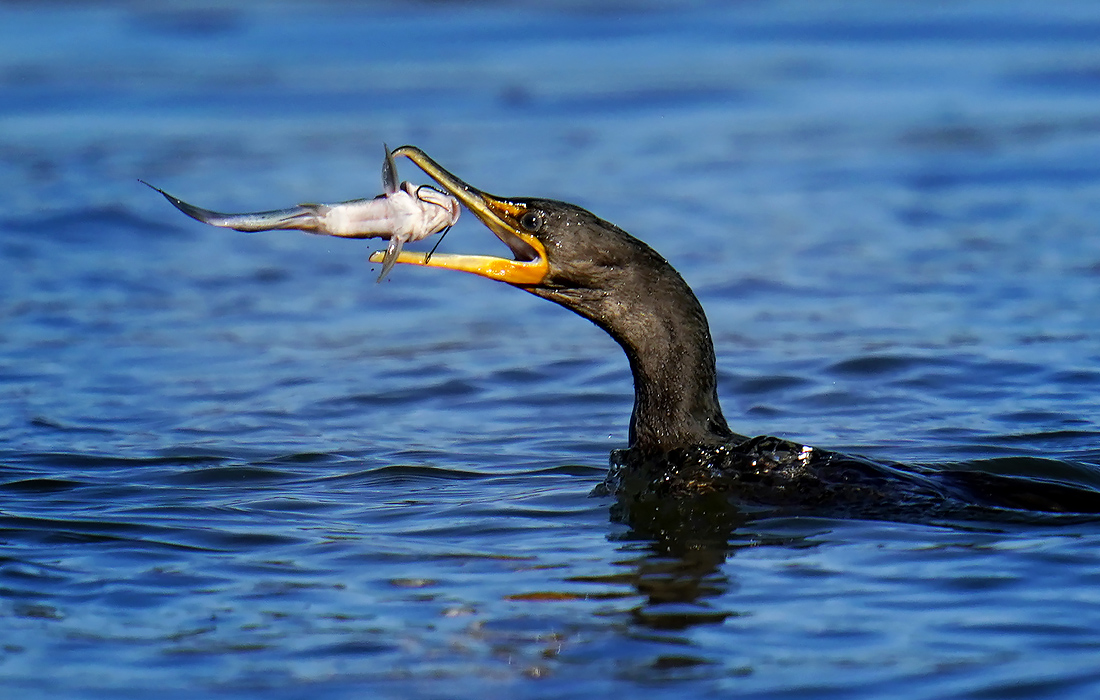 Ушастый баклан ловит рыбу на реке в американском штате Мэриленд