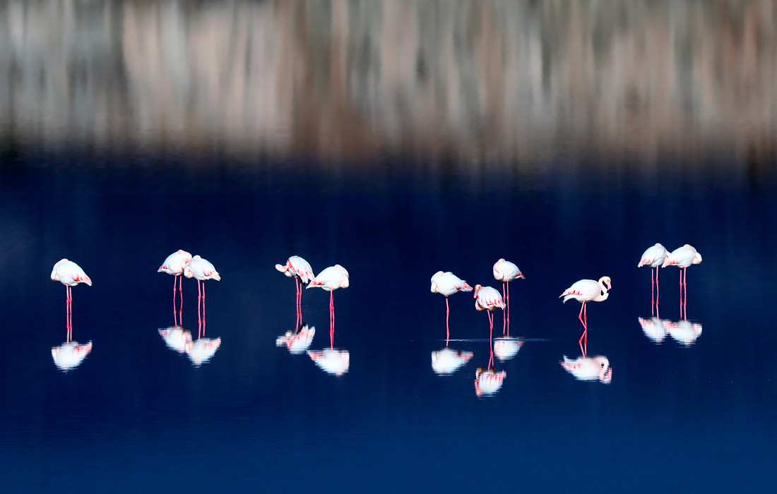 Фламинго на соленом озере Ларнаки, Кипр