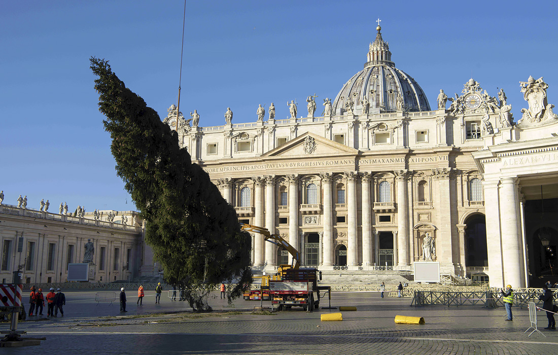 На площади Святого Петра в Ватикане установили рождественскую ель