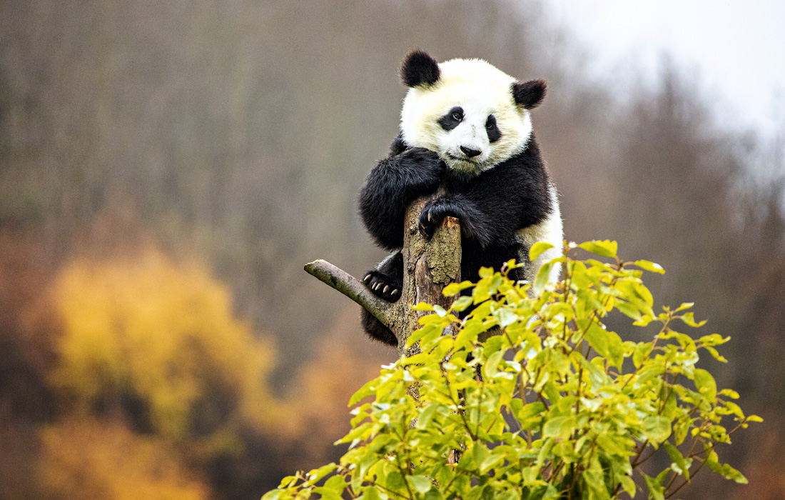 Панда в китайском зоопарке