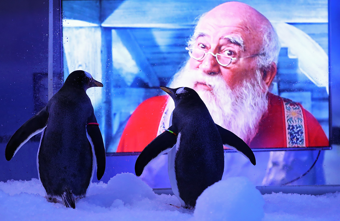 Пингвины смотрят рождественские фильмы в аквариуме Лондона