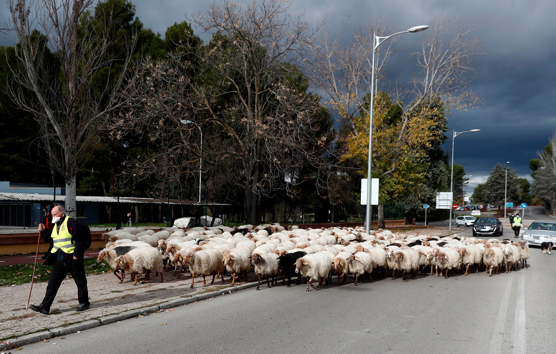 Сезонная миграция овец через центр Мадрида