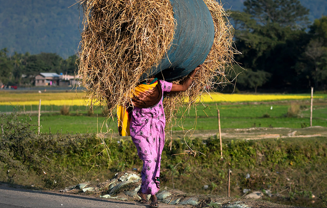 Женщина переносит сено. Штат Ассам, Индия