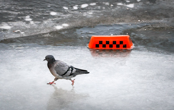 Фотохроника 11 декабря