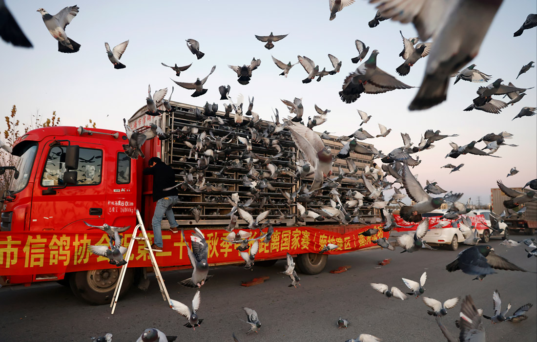 В Китае прошли гонки голубей. Во время соревнований птицы могут преодолевать более тысячи километров, развивая скорость не менее 70 км/ч.