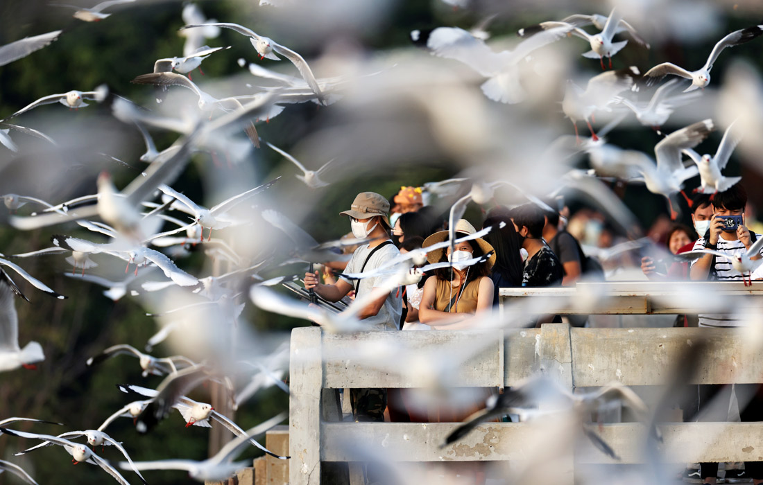 Люди наблюдают за чайками на окраине Бангкока, Таиланд