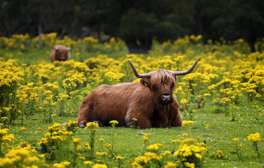 Крупный рогатый скот в поле недалеко от Питлохри, Великобритания