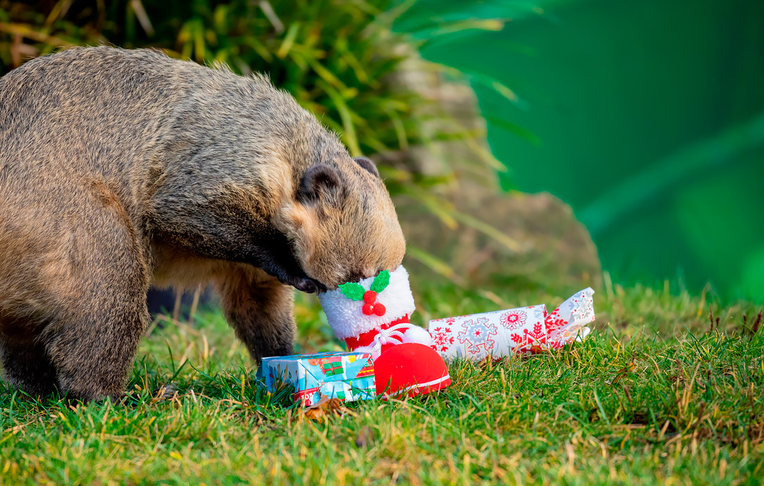 В Ганноверском зоопарке местным обитателям раздали рождественские подарки