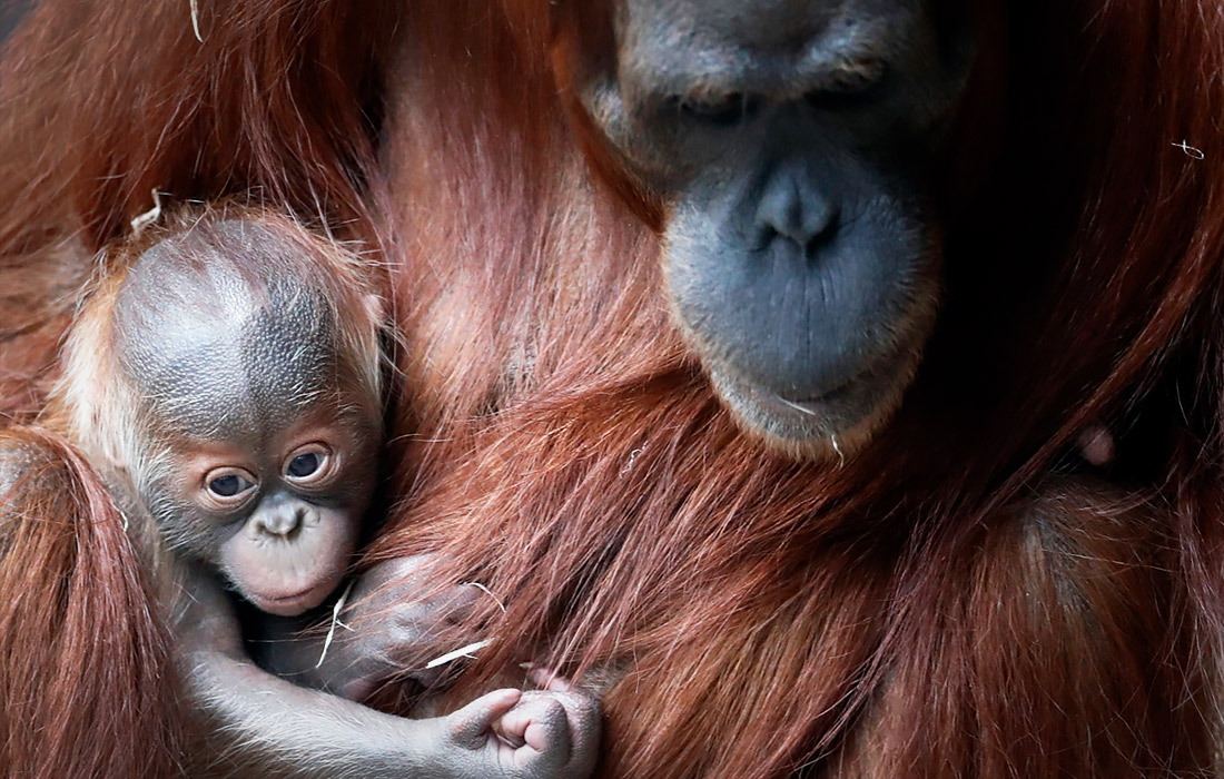 Новорожденный детеныш суматранского орангутана представлен публике в Пражском зоопарке