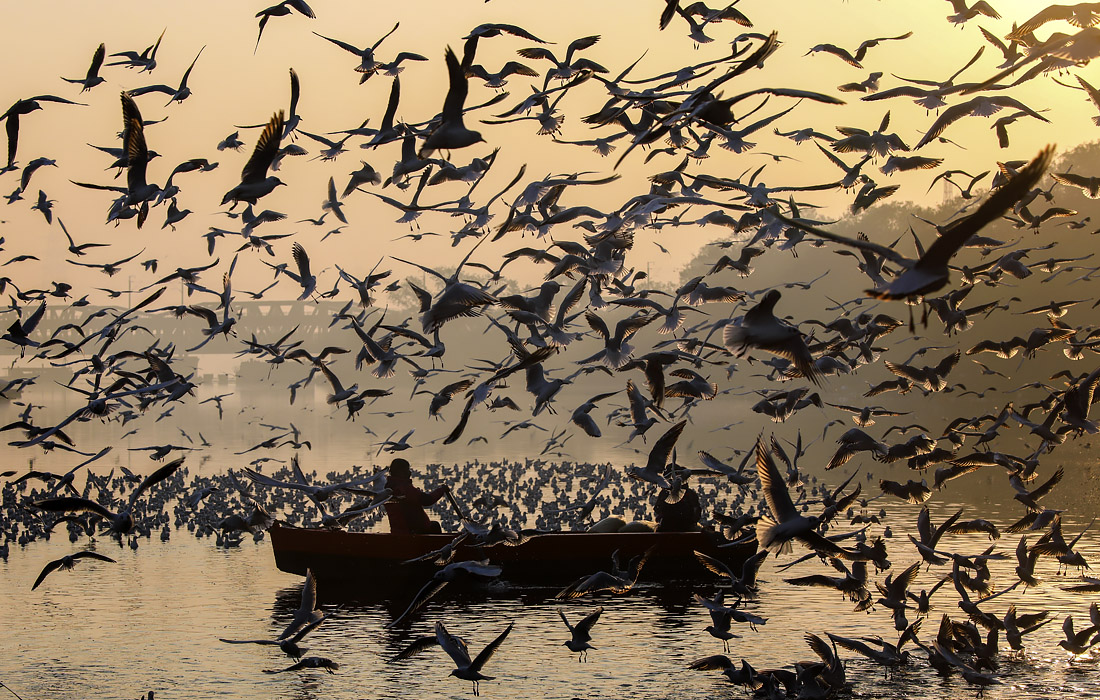 Перелетные птицы у берегов реки Ямуна в Нью-Дели