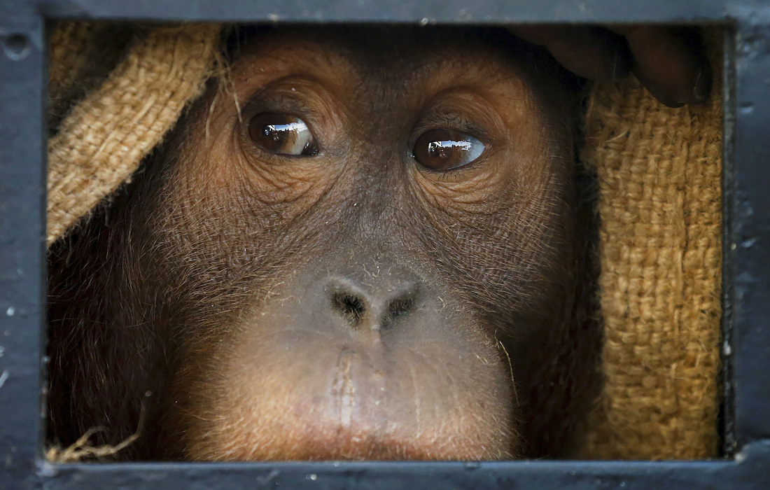 Орангутанг во время перевозки в аэропорту Бангкока